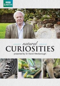 دانلود سریال Natural Curiosities382054-1244961718