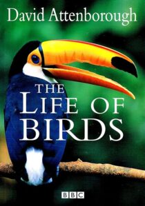 دانلود مستند The Life of Birds382058-234513982