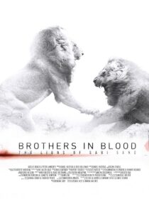 دانلود مستند Brothers in Blood: The Lions of Sabi Sand 2015424819-1979067749